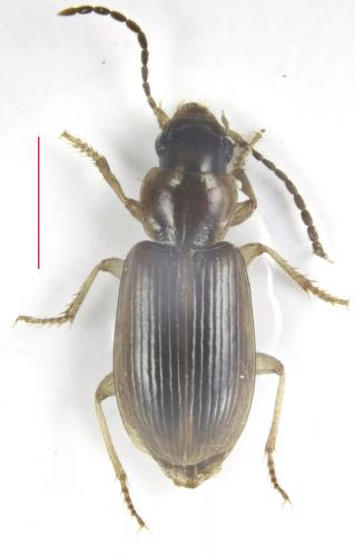 Réf. 197 351 : Acupalpus sp.